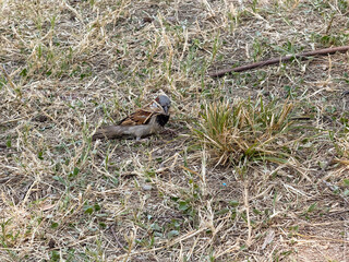 Sparrow standing on dry grass in natural environment. Wildlife, bird watching and outdoor observation of small animal species.