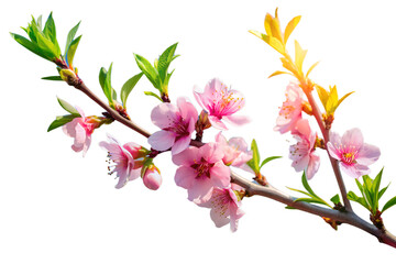Obraz premium Pink peach blossoms on branch isolated on white background