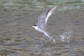 Common Tern, Nagdaha, Nepal.