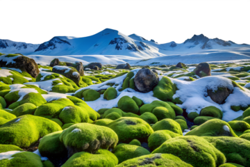 Mossy rocks and snowy mountains landscape isolated on white background