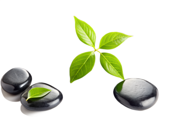 Green leaves and smooth stones isolated on white background