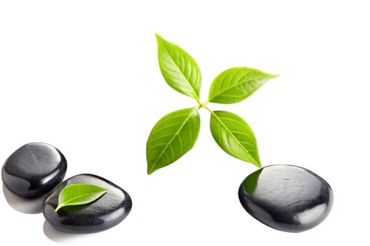 Green leaves and smooth stones isolated on white background