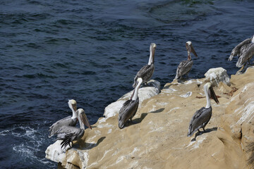 cormorant on the shore of pacific coast