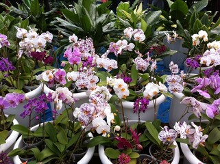 Bouquet of flowers with different petal types