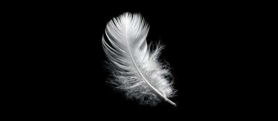 Isolated white feather against a black background