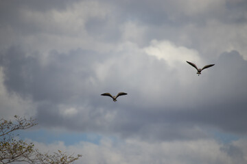 The southern lapwing or southern lapwing, also known as tetéu, téu-téu, teréu-teréu and terém-terém, is a bird of the order Charadriiformes, belonging to the family Charadriidae.