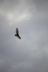 The yellow-headed vulture or lesser yellow-headed vulture is a scavenger bird of the family Cathartidae, which can be found in Mexico, Argentina and Brazil.