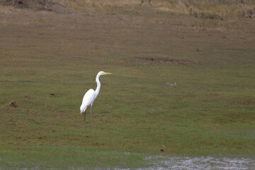 The great egret, also known simply as the white heron or grey heron, is a bird of the order Pelecaniformes. It is a widely distributed heron found worldwide, except Antarctica.