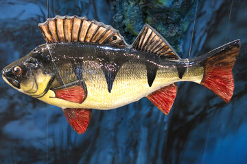 Fototapeta premium A plastic model of a river perch, a species of ray-finned fish from the genus of freshwater perches in the perch family