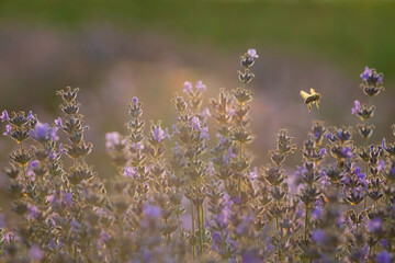 Lavender - a beautiful fragrant plant in a field with beautiful light