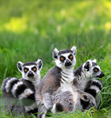 three lemurs sitting in the grass and looking at the camera