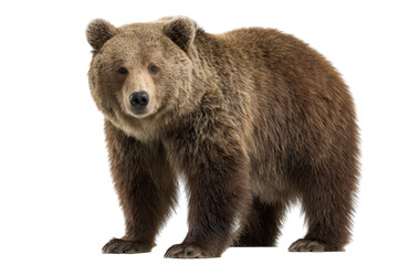 Fototapeta premium Solitary Brown Bear on Transparent Background