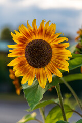 sunflower on the field