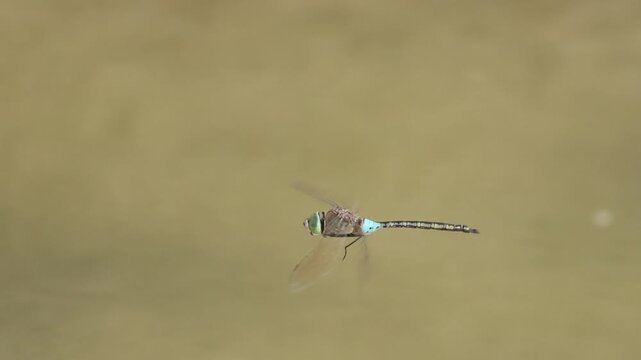 Libélula emperador Anax imperator suspendida durante el vuelo en el parque natural el Hondo, España
