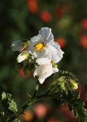 Obraz premium pretty white flower of Solanum Sisymriifolium plant-Solanaceae Family.