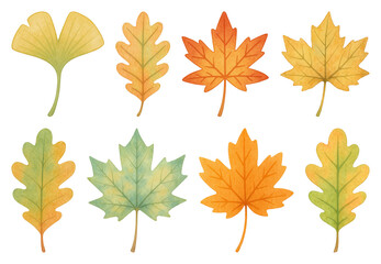 Obraz premium PNG Colorful autumn leaves illustration, element set on transparent background