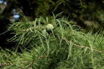 green growing cones of bald cypress-Taxodium distichum tree in park..