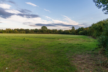 summer landscape with grass