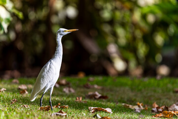 Cattle Egret Standing on Grass with Autumn Leaves