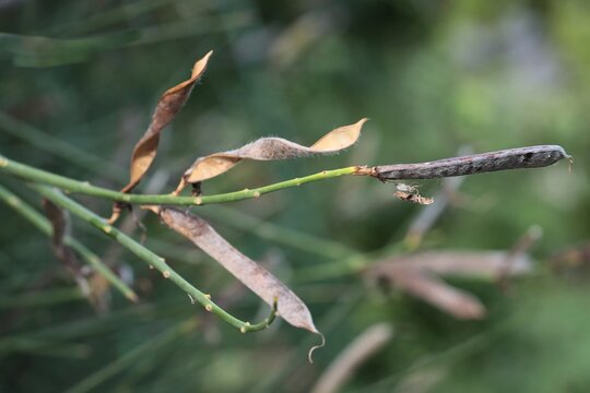 dry husks with seeds of Spartium Junceeum plant Fabaceae - Papilionaceous Family