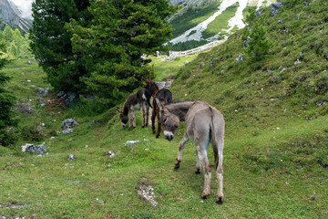 Fototapeta premium Farm Donkeys Grazing on Fresh Grass