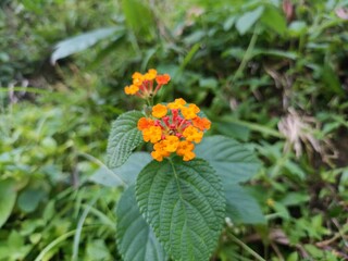Lantana camara. a colorful flowering shrub whose flowers are colorful in shades of yellow, orange, pink, and purple