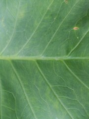 A close look at the texture of Colocasia esculenta leaves highlights their firm, heart-shaped structure and lush green surface