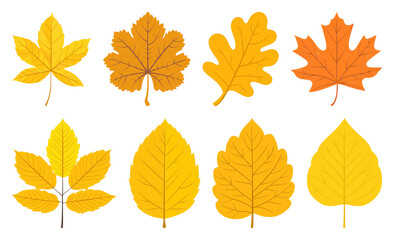 Fototapeta premium PNG Colorful autumn leaves illustration, element set on transparent background