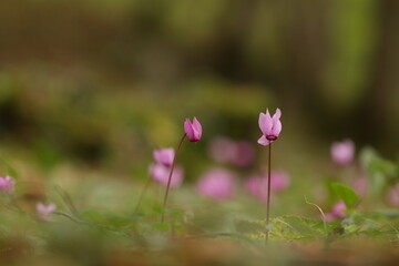 fiori di ciclamino nel bosco