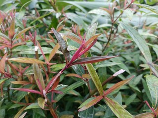 Alternanthera dentata is a tropical ornamental plant with deep purple to burgundy foliage. It is used as a decorative border, ground cover, or potted plant.