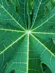 A close-up of papaya leaves showcases their unique lobed structure and vibrant green color. Often used in traditional remedies