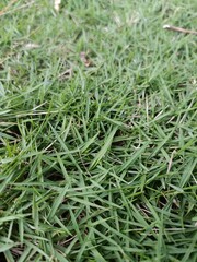 Zoysia matrella grass. A fine-textured, warm-season grass commonly used for lawns, sports fields, and landscaping.