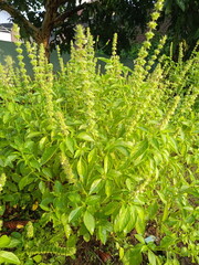 green fern leaves