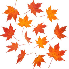 Fototapeta premium Falling autumn maple leaves isolated on white or transparent background. PNG