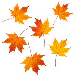 Obraz premium Falling autumn maple leaves isolated on white or transparent background. PNG