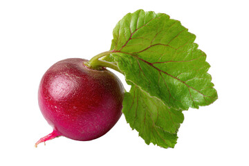 Black Spanish Radish with Leaf on Transparent Background