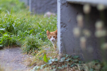Red and white scared cat hiding behind wall, anxious feline peeking cautiously