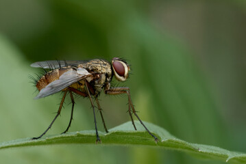 Fly in the meadow. Sitting on a leaf. Profile, closeup