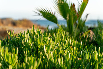 Naklejka premium Green plants and palm trees on the Mediterranean coast with sea view, photographed in Limassol, Cyprus. 