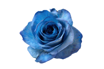 Single Blue Rose Blossom Isolated on Transparent Background