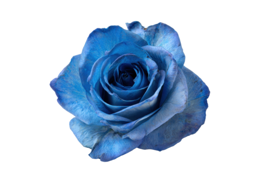 Single Blue Rose Blossom Isolated on Transparent Background