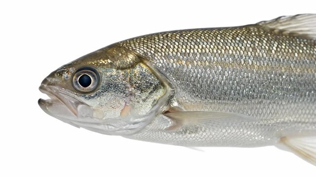 Single Freshwater Whitefish Close-up - A detailed close-up shot of a single freshwater whitefish isolated on a pure white background.
