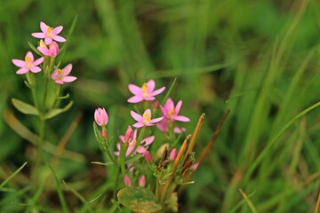 Echtes Tausendgüldenkraut (Centaurium erythraea)