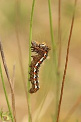 Raupe der Ampfer-Rindeneule (Acronicta rumicis) auf Ackerwitwenblume (Knautia arvensis)