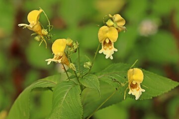 Buntes Springkraut (Impatiens edgeworthii)