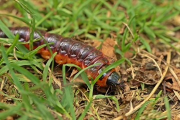 Raupe des Weidenbohrers (Cossus cossus)