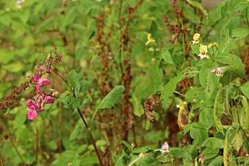 Buntes Springkraut (Impatiens edgeworthii)
und Drüsiges Springkraut (Impatiens glandulifera) nebeneinander