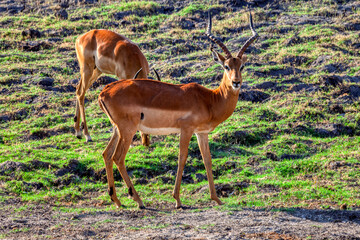 two impalas antelopes grazing on the savannah, in the african bush, South Africa