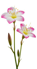 Fototapeta premium A watercolor illustration featuring two flowers with pink and white petals and yellow centers, along with a bud. Ideal for spring and nature themes.