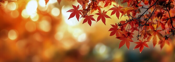 Vibrant Autumn Leaves in a Sunlit Forest During Fall Season